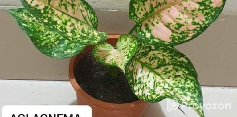 AGLAONEMA Tree Sel