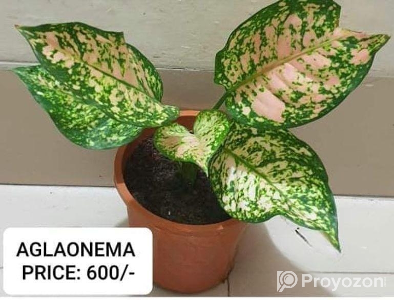 AGLAONEMA Tree Sel