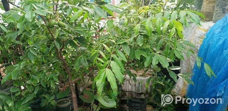 আমড়া গাছ টব সহ