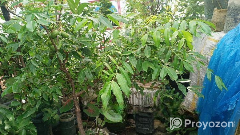 আমড়া গাছ টব সহ