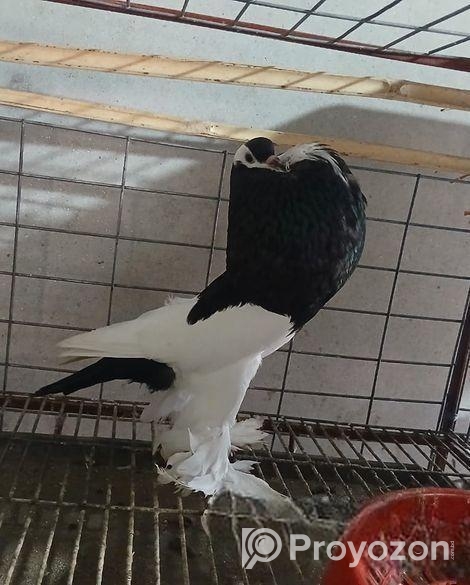 পোটার কবুতর