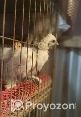 আরজিনাল দেশি মুরগির ১০ দিনের বাচ্চা ১০০পিছ