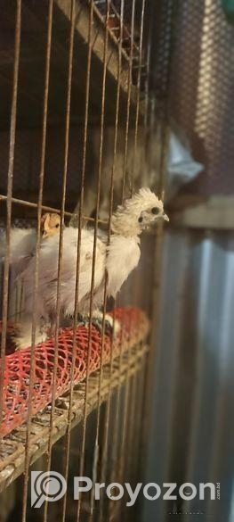 আরজিনাল দেশি মুরগির ১০ দিনের বাচ্চা ১০০পিছ