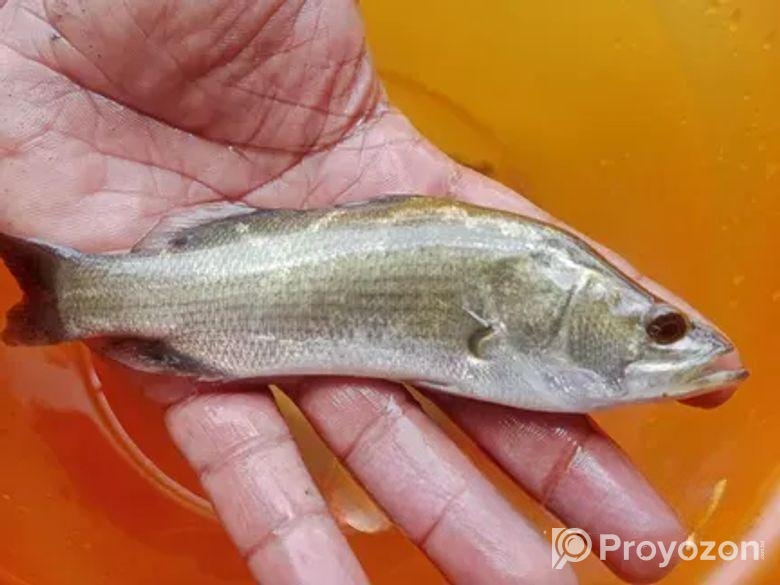 ভেটকি বা কোরাল মাছের পোনা