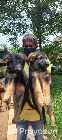 Pure Gsd And Labrador Puppy