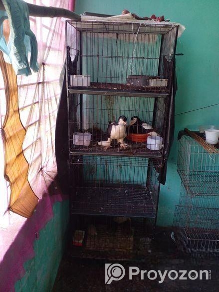 কবুতরের চার তলা খাচা ২৬”/১৮”