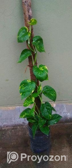 টবে মানি প্ল্যান্ট গাছ