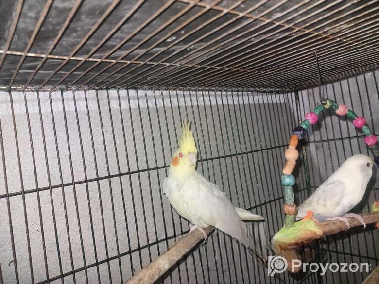 ককাটেল পাখি বিক্রি হবে ফিমেল ১৫মাস