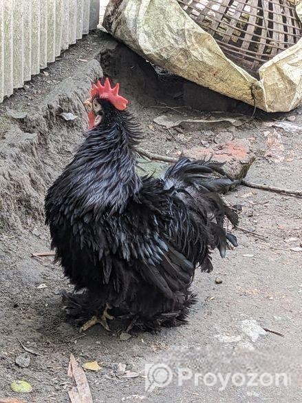 ফ্রিজেল মেইল