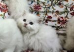 Turkish babies kittens heavy furr