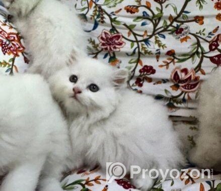 Turkish babies kittens heavy furr