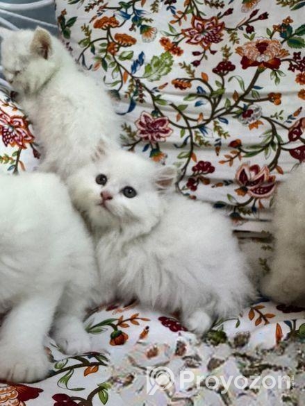 Turkish babies kittens heavy furr