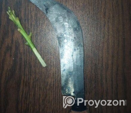 কলম করা চাকু