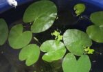 water lily