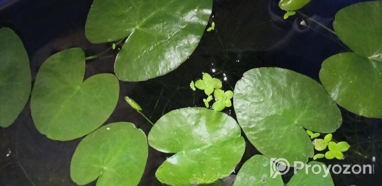 water lily