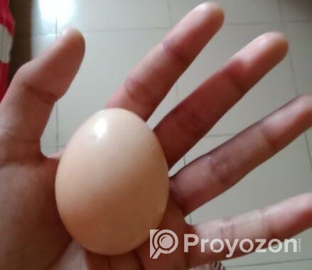 দেশি মুরগির ডিম বিক্রি হবে