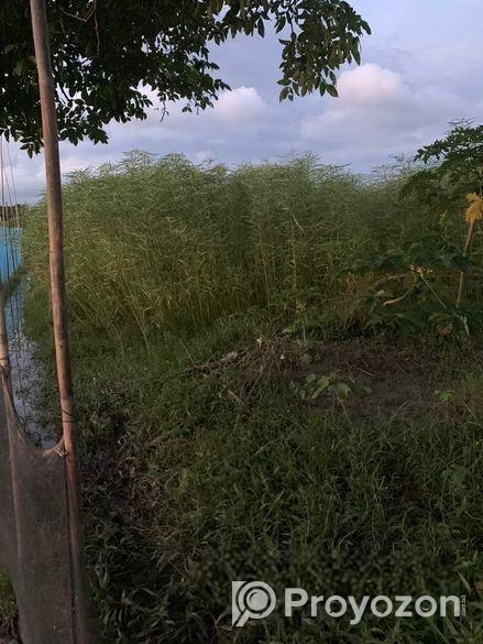 নিষ্কন্ঠক জমি , এখন বসবাস করার উপযোগী