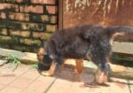 Pure Gsd And Labrador Puppy