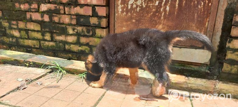 Pure Gsd And Labrador Puppy
