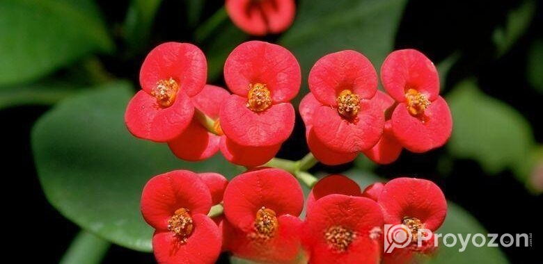 ঘরকে করুন সবুজে ভরপুর – ৫টি গাছের কম্বো