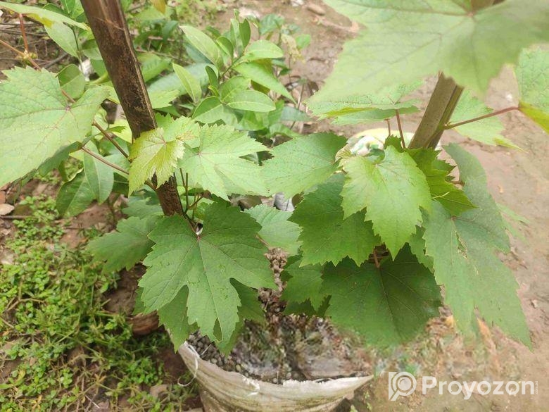 থাইল্যান্ড ভ্যারাইটিস আঙ্গুর গাছ