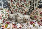 Turkish babies kittens heavy furr