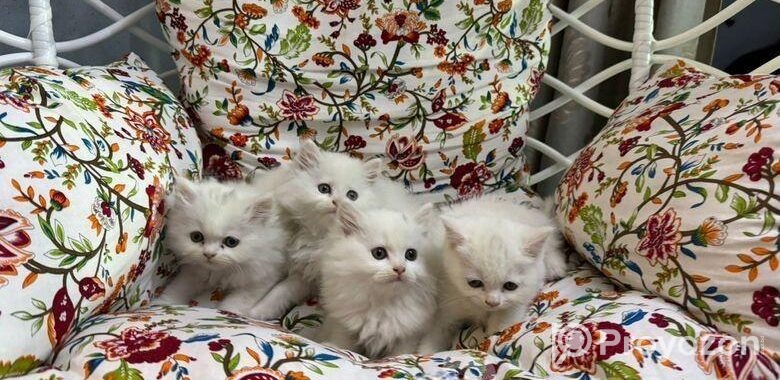 Turkish babies kittens heavy furr