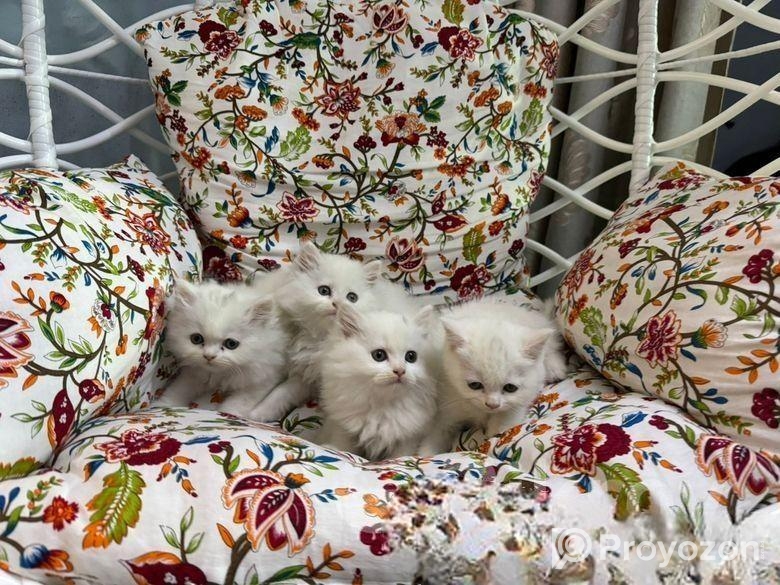 Turkish babies kittens heavy furr