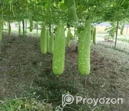 হাজারী লাউয়ের বীজ