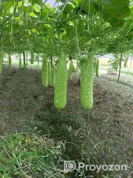 হাজারী লাউয়ের বীজ