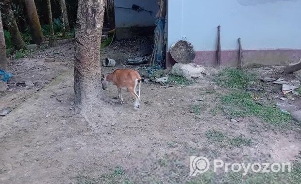দেশি ছাগল