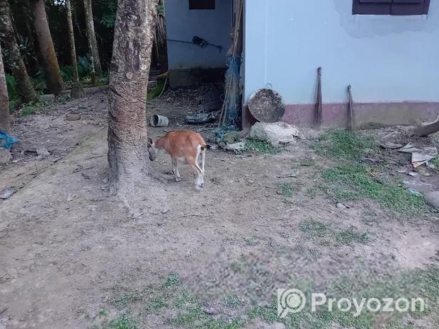 দেশি ছাগল