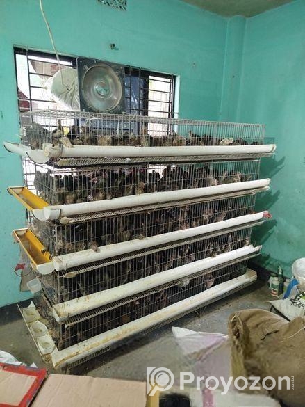 কোয়েল পাখি