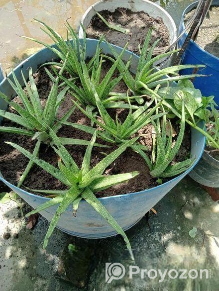 Aloe vera plant