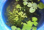 water lily
