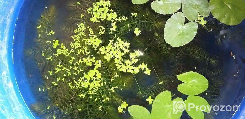 water lily