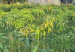 Miazaki Mango Plant