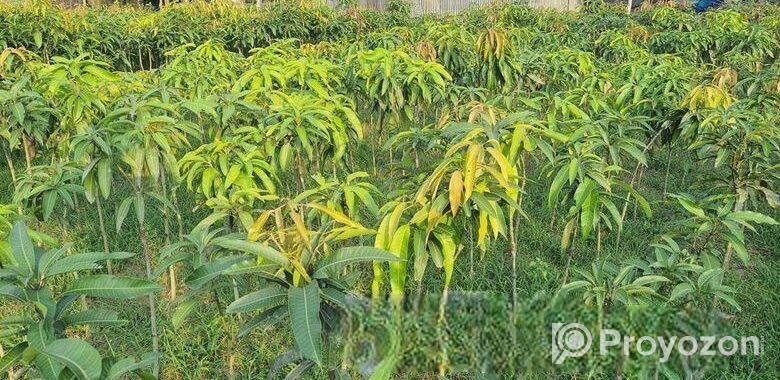 Miazaki Mango Plant