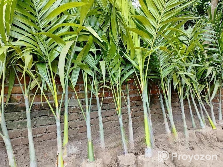 শুপারি গাছ