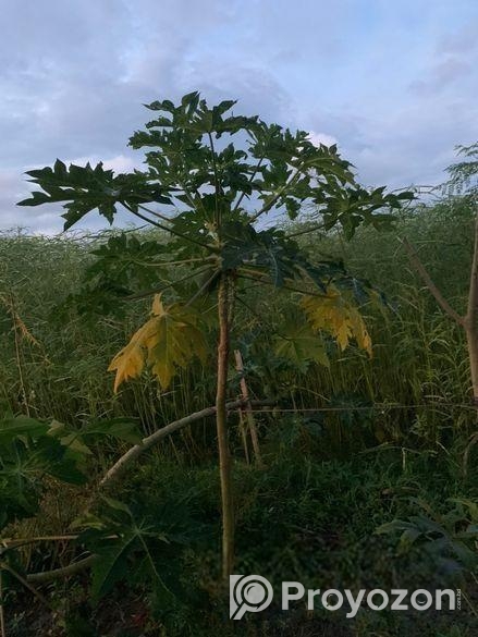 নিষ্কন্ঠক জমি , এখন বসবাস করার উপযোগী