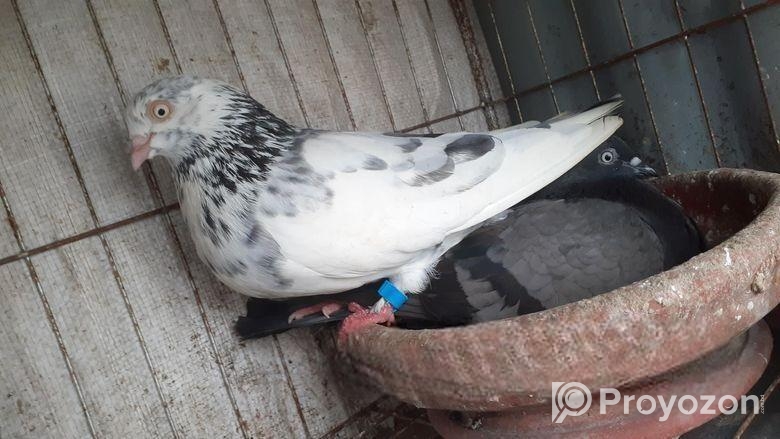 কবুতর বিক্রি হবে