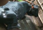 ষাঁড় গরু