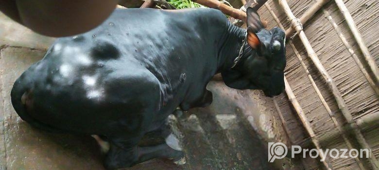 ষাঁড় গরু
