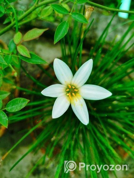 ঘরকে করুন সবুজে ভরপুর – ৫টি গাছের কম্বো