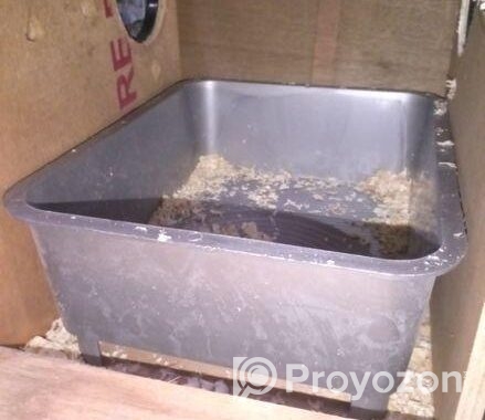 ককাটেল পাখির ব্রিডিং বক্স