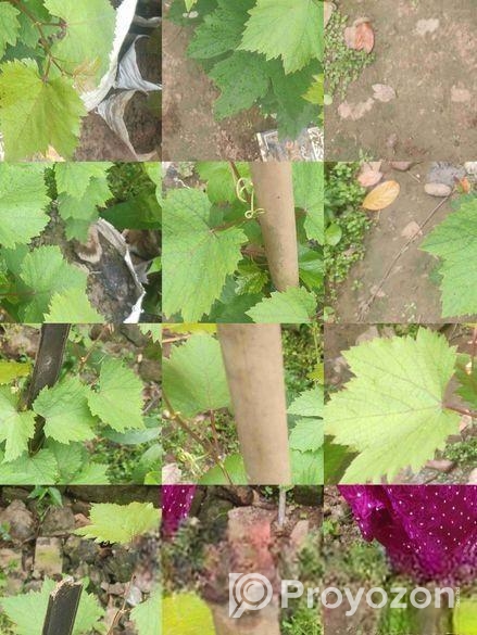 থাইল্যান্ড ভ্যারাইটিস আঙ্গুর গাছ