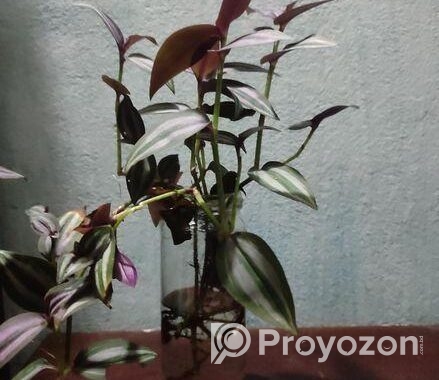 ট্রেডসক্যান্টিয়া জেব্রিনা (Tradescantia zebrina)