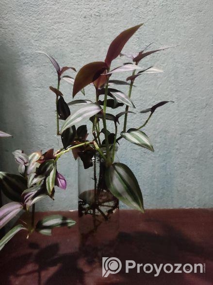 ট্রেডসক্যান্টিয়া জেব্রিনা (Tradescantia zebrina)