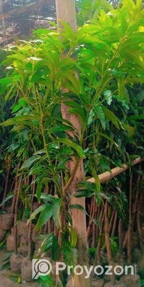 আম গাছের মাতৃ কলম চারা