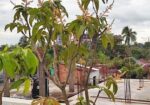 মালেশিয়ান বারোমাসি আমগাছ বিক্রি করা হবে